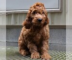 Small Photo #2 Irish Doodle Puppy For Sale in COATESVILLE, PA, USA