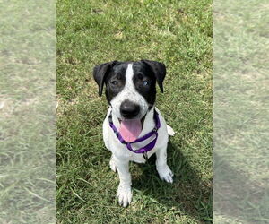 Lab-Pointer Dogs for adoption in Boston, MA, USA