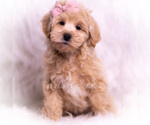 Puppy Jasmine F1 Maltipoo (Toy)