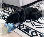 Small #1 Labrador Retriever Mix