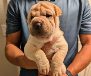 Ori-Pei Puppy for sale in LAKELAND, FL, USA