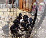 Small #39 Doberman Pinscher