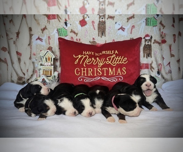 Medium Photo #1 Bernedoodle Puppy For Sale in SIMI VALLEY, CA, USA