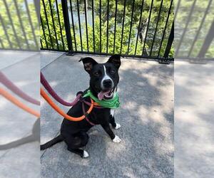 Labrador Retriever-Unknown Mix Dogs for adoption in Newton, NC, USA
