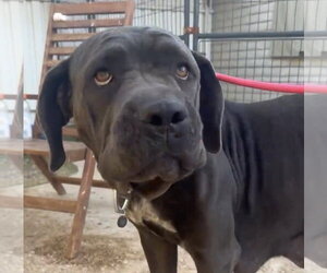 Nova - Female Mutt Dog for Adoption - Photo #3