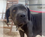 Small Photo #3 Mutt Puppy For Sale in Goodyear, AZ, USA
