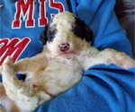 Small #1 Miniature Bernedoodle