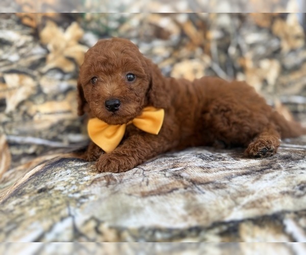 Medium Photo #4 Goldendoodle (Miniature) Puppy For Sale in LAKELAND, FL, USA