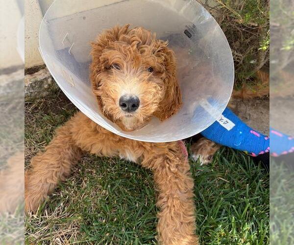 Medium Photo #4 Goldendoodle (Miniature) Puppy For Sale in San Diego, CA, USA