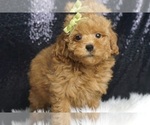 Puppy Echo F1B Maltipoo