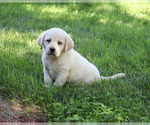 Small #5 Labrador Retriever