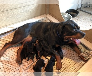 Mother of the Rottweiler puppies born on 10/04/2019