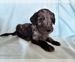 Small #3 Goldendoodle