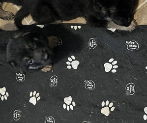 German Shepherd Dog Puppy for sale in NAMPA, ID, USA