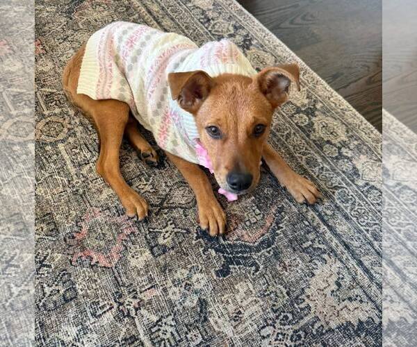 Medium Photo #3 Mutt Puppy For Sale in Woodbury, NY, USA