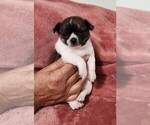 Small Photo #11 Chihuahua Puppy For Sale in MOUNT AIRY, NC, USA