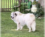 Small #32 Great Pyrenees