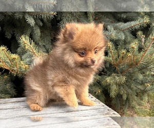 Pomeranian Puppy for sale in MIDDLEBURY, IN, USA