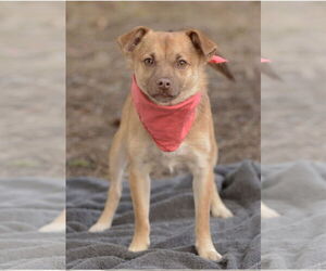 Titto - Male Chiranian Dog for Adoption - Photo #4