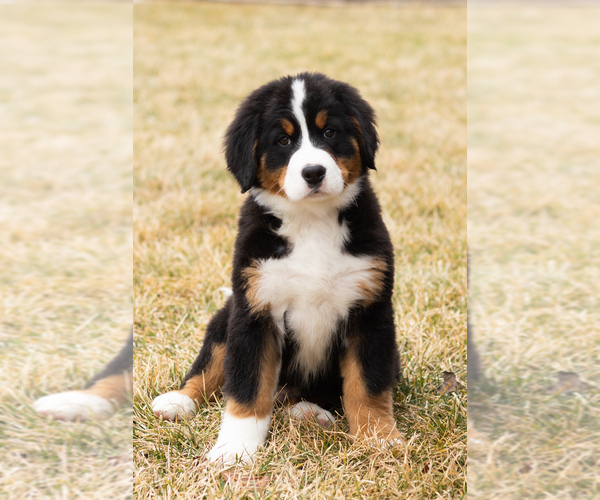 Medium Photo #43 Bernese Mountain Dog Puppy For Sale in MILLERSBURG, IN, USA