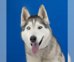 Small Siberian Husky
