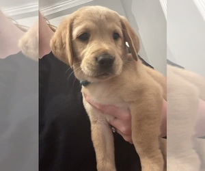 Medium Golden Labrador