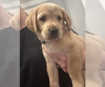 Puppy Blue Golden Labrador