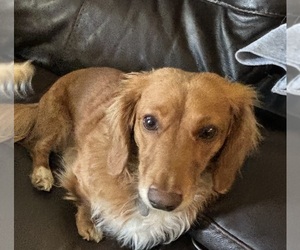 Father of the Dachshund puppies born on 04/24/2025