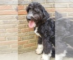 Small Photo #3 Aussiedoodle Puppy For Sale in COLUMBUS, OH, USA
