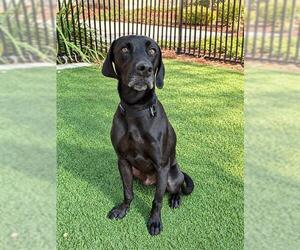 LINK - Male Labrador Retriever Dog for Adoption - Photo #2
