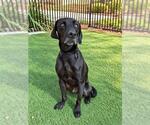 Small Photo #2 Labrador Retriever Puppy For Sale in Baytown, TX, USA
