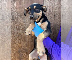 Kiwi (GA) - Female Mutt Dog for Adoption - Photo #4