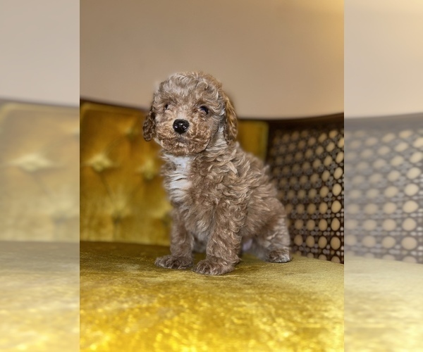 Medium Photo #16 Goldendoodle (Miniature) Puppy For Sale in DETROIT, MI, USA