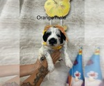 Small #1 Portuguese Water Dog