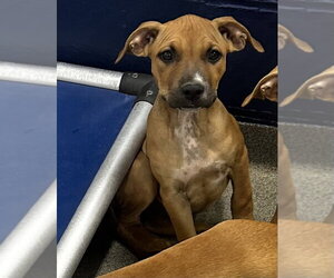 Labrador Retriever-Unknown Mix Dogs for adoption in Sterling, MA, USA