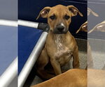 Coco 3mo (AVA 10/21) - Female Labrador Retriever-Unknown Mix Dog for Adoption - Small photo