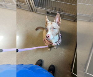 Huskies -Unknown Mix Dogs for adoption in Virginia Beach, VA, USA