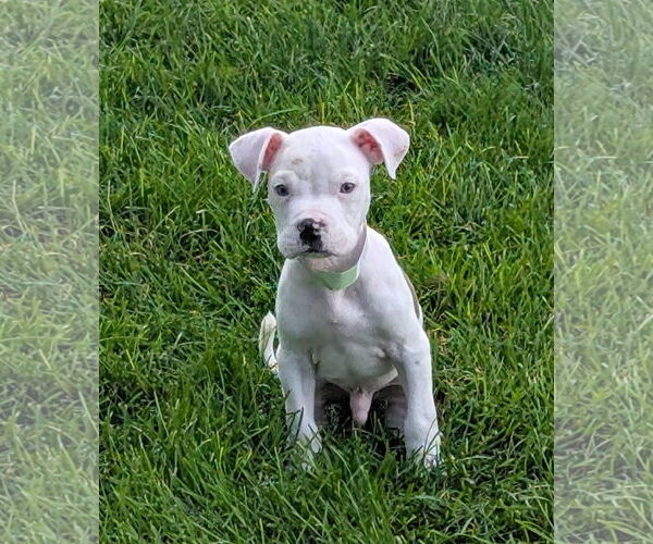 Medium Photo #4 American Pit Bull Terrier-Unknown Mix Puppy For Sale in Aurora, CO, USA