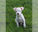 Small #3 American Pit Bull Terrier Mix