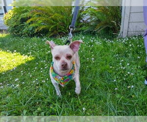 Lhasa Apso-Unknown Mix Dogs for adoption in McKinleyville, CA, USA