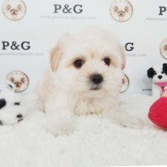 Morkie Puppy for sale in TEMPLE CITY, CA, USA