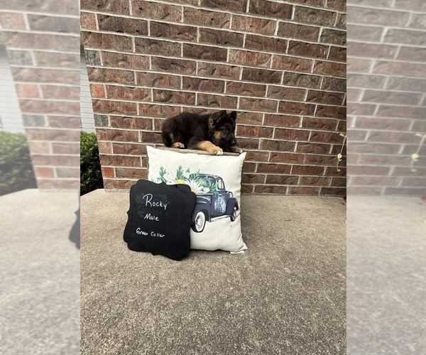 Medium Photo #8 German Shepherd Dog Puppy For Sale in MAYSVILLE, MO, USA