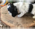 Small Photo #2 Cocker Spaniel Puppy For Sale in CROSS TIMBERS, MO, USA