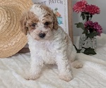 Small #1 Poodle (Miniature)