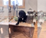 Small #6 Goldendoodle (Miniature)