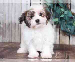 Havanese Puppy for sale in MOUNT VERNON, OH, USA