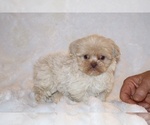 Small #1 Shih Tzu