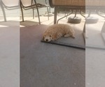 Small #1 Goldendoodle-Poodle (Miniature) Mix