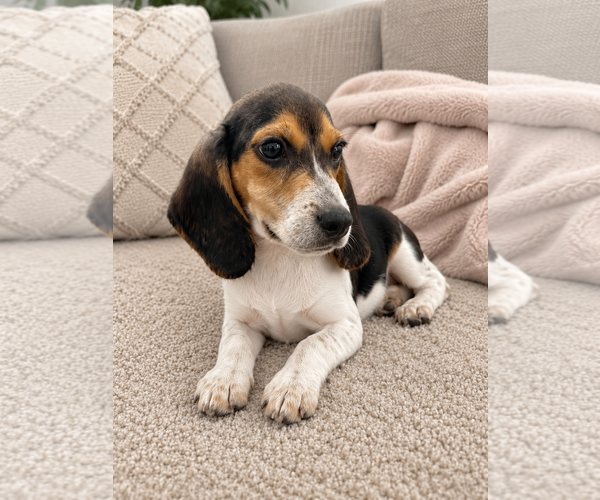 Medium Photo #2 Beagle Puppy For Sale in Dunnellon, FL, USA