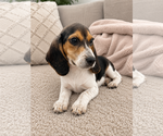 Small #1 Beagle